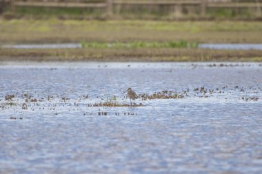 Siyah-kuyruk çulluğu (limosa limosa) Ampurdan, Girona, Katalonya, İspanya bataklıklar doğal park
