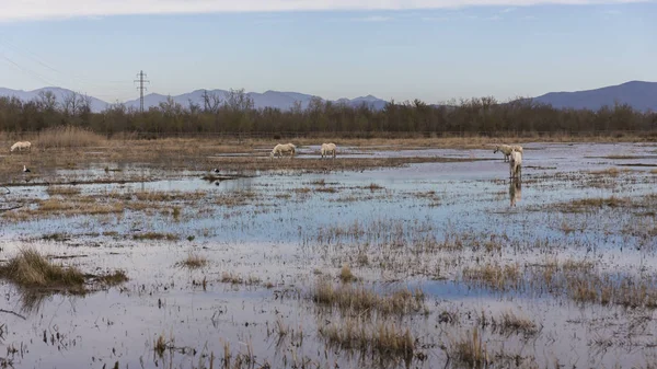 Koni Camargue w parku przyrody bagien Ampurdan — Zdjęcie stockowe