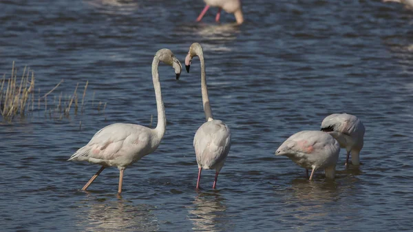 Coppia di fenicotteri rosa (phoenicopterus roseus) nel Parco Naturale delle Paludi di Ampurdan — Foto Stock