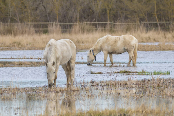Horses of the Camargue in the Natural Park of the Marshes of Ampurdn, Girona, Catalonia, Spaina