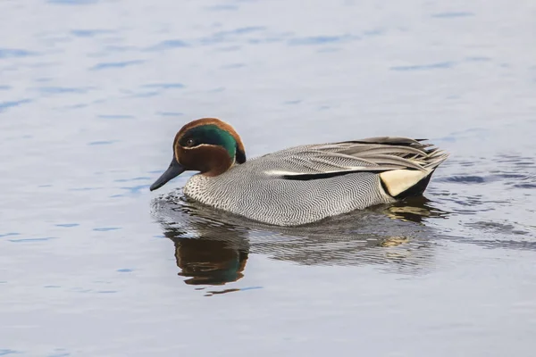 Common teal (anas crecca) in the Natural Park of the Marshes of Ampurdan, Girona, Catalonia, Spain — Stock Photo, Image