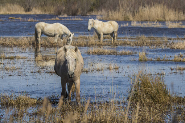 Horses of the Camargue in the Natural Park of the Marshes of Ampurdan, Girona, Catalonia, Spaina