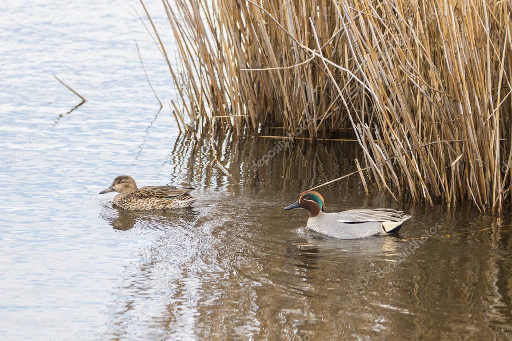 Couple of common teal (anas crecca) in the Natural Park of the Marshes of Ampurdan, Girona, Catalonia, Spain