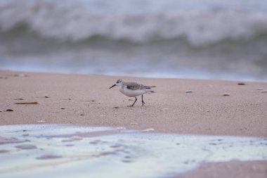 Dunlin (calidris alpina) Saler Beach