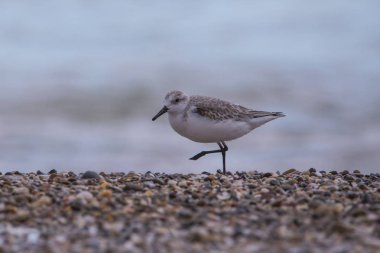 Dunlin (calidris alpina) Saler Beach