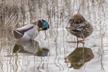 Yaban ördeği (anas platyrhynchos) Valencia Albufera birkaç