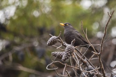 Karatavuk (turdus merula) kurutulmuş ananas ile çam üzerinde