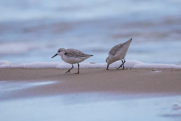 Casal de dunlin (calidris alpina) na praia de Saler — Fotografia de Stock