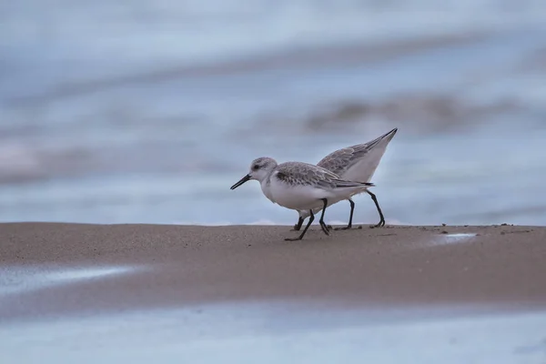 Couple de dunlin (calidris alpina) à Saler plage — Photo