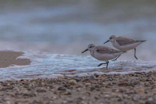 Couple de dunlin (calidris alpina) à Saler plage — Photo