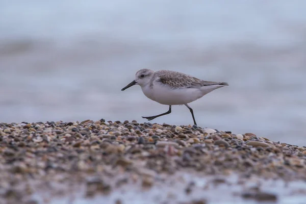 Bonte strandloper (calidris alpina) in Saler strand — Stockfoto