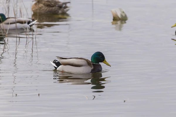 マガモ (anas platyrhynchos) n バレンシア アルブフェラ — ストック写真