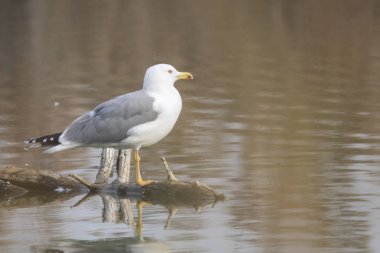Sarı bacaklı martı (laurus michahellis) Estany d Ivars
