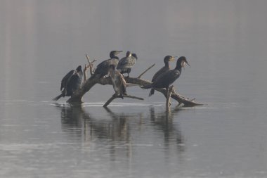 Büyük karabatak (phalacrocorax) 