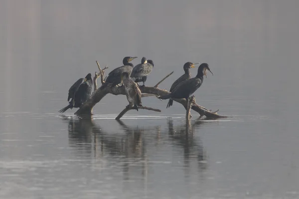 Gruppe von Kormoranen (phalacrocorax) in "estany d � ivars". — Stockfoto