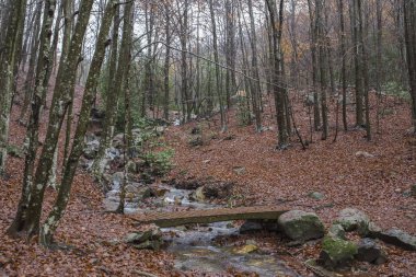 Yağmur bir günde Montseny doğal park