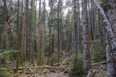 Ordesa y Monte Perdido Milli Park yolu.