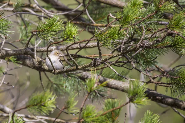 stock image Chaffinches (fringilla coelebs) in Bujaruelo valley, Ordesa y Monte Perdido national park.