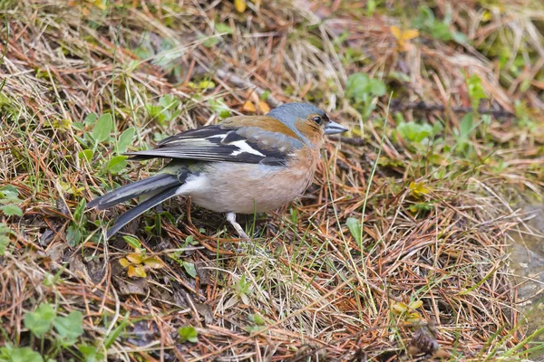 Buchfinken (fringilla coelebs) im Bujaruelo-Tal, Nationalpark ordesa y monte perdido. — Stockfoto