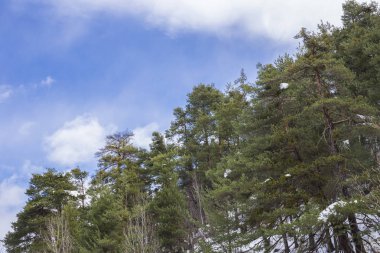 Bazı ile çam ağaçları kış aylarında kar.