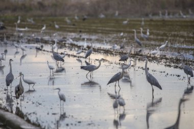 Valencia Albufera Pirinç tarlagün batımında bir işleme gününde kuşlarla dolu.