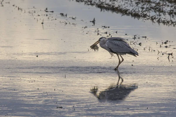 Airone grigio (ardea cinerea) pesca in una risaia in una giornata di lavorazione al tramonto in Albufera di Valencia . — Foto Stock