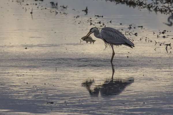 Garza gris (ardea cinerea) pescando en un campo de arroz en un día de labranza al atardecer en Albufera de Valencia . —  Fotos de Stock