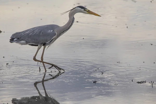 Gri balıkçı (ardea cinerea) Valencia Albufera gün batımında bir işleme gününde bir pirinç alanında balıkçılık. — Stok fotoğraf