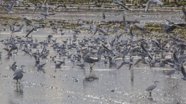 Valencia Albufera Pirinç tarlagün batımında bir işleme gününde kuşlarla dolu.