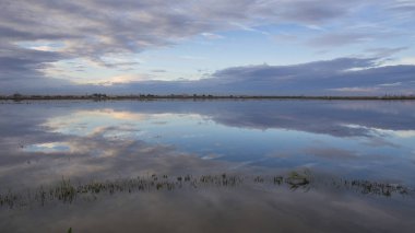 Gün batımında Valencia Albufera Pirinç tarlası.