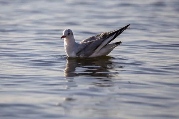 Gaviota de cabeza negra en Albufera de Valencia al atardecer . —  Fotos de Stock