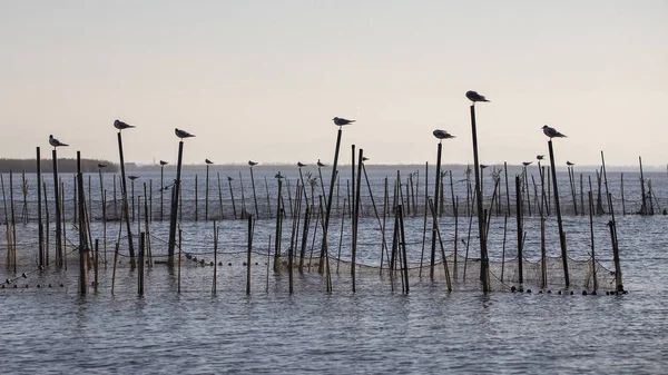 Mewy czarnogłowy i zachód słońca w Albufera Walencji. — Zdjęcie stockowe