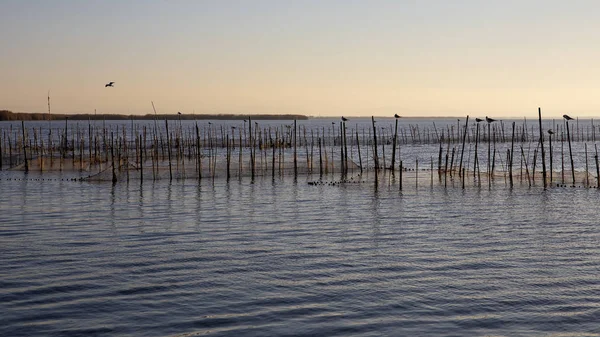 Gulls i zachód słońca w Albufera w Walencji, Walencja, Hiszpania. — Zdjęcie stockowe