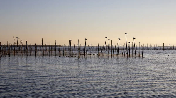 Gulls i zachód słońca w Albufera w Walencji, Walencja, Hiszpania. — Zdjęcie stockowe