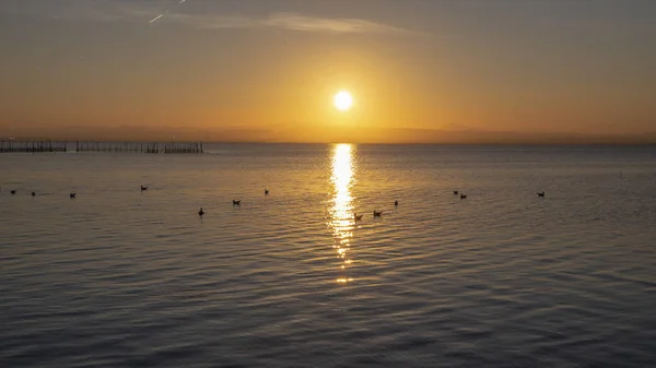 Sunset in Albufera of Valencia with seagulls in the water. — Stock Photo, Image