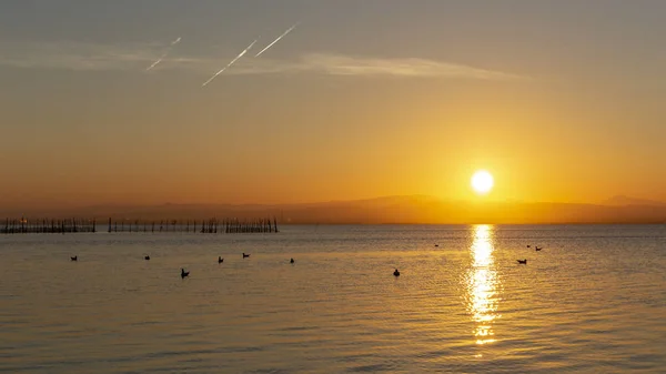 Sunset in Albufera of Valencia with seagulls in the water. — Stock Photo, Image