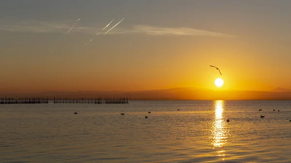 Sonnenuntergang in der Albufera von Valencia mit Möwen im Wasser. — Stockfoto