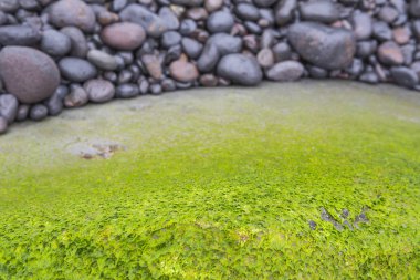 Puerto de la Cruz plajında yeşil yosun ile Rock.
