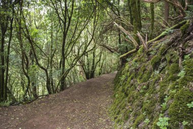 Chinamada yolu, Anaga masifi, Tenerife.