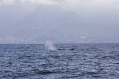 Adeje Sahili'nde sperm balinası (physeter macrocephalus) (Tenerife'nin güneyinde).