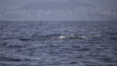 Adeje Sahili'nde sperm balinası (physeter macrocephalus) (Tenerife'nin güneyinde).