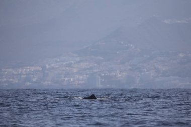 Adeje Sahili'nde sperm balinası (physeter macrocephalus) (Tenerife'nin güneyinde).