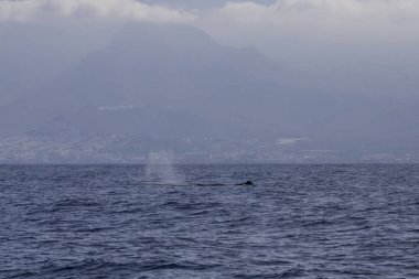 Adeje Sahili'nde sperm balinası (physeter macrocephalus) (Tenerife'nin güneyinde).