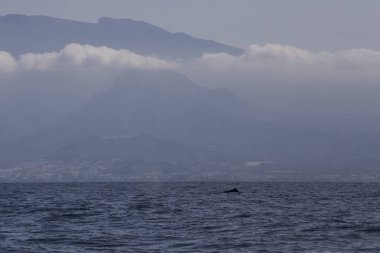 Adeje Sahili'nde sperm balinası (physeter macrocephalus) (Tenerife'nin güneyinde).