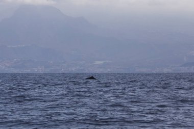 Adeje Sahili'nde sperm balinası (physeter macrocephalus) (Tenerife'nin güneyinde).