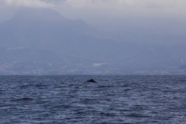 Adeje Sahili'nde sperm balinası (physeter macrocephalus) (Tenerife'nin güneyinde).