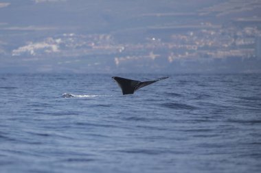 Adeje Sahili'nde sperm balinası (physeter macrocephalus) (Tenerife'nin güneyinde).