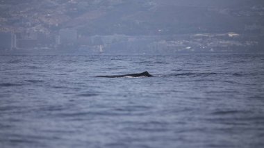 Adeje Sahili'nde sperm balinası (physeter macrocephalus) (Tenerife'nin güneyinde).