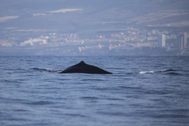 Adeje Sahili'nde sperm balinası (physeter macrocephalus) (Tenerife'nin güneyinde).