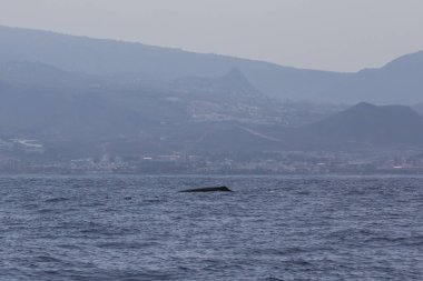 Adeje Sahili'nde sperm balinası (physeter macrocephalus) (Tenerife'nin güneyinde).